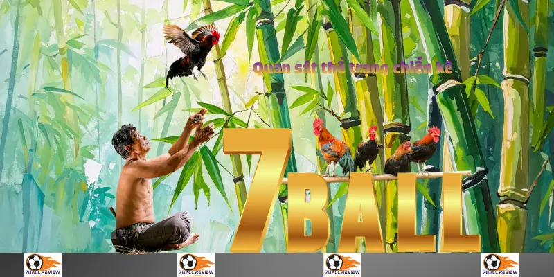 7BALL__Quan sát thể trạng chiến kê