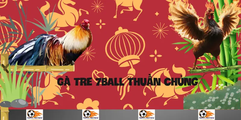 7Ball.review__Gà Tre 7BALL Thuần Chủng