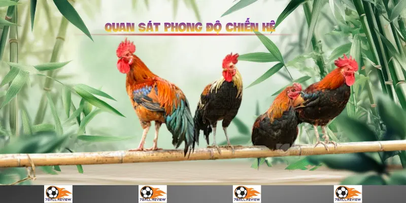 7Ball.review__Quan Sát Phong Độ Chiến Kê